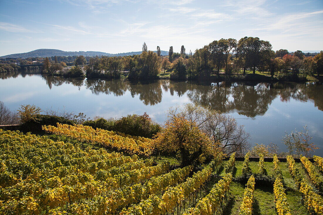 Vineyard near Schloss Johannisburg Palace along Main river in autumn, Aschaffenburg, Spessart-Mainland, Bavaria, Germany