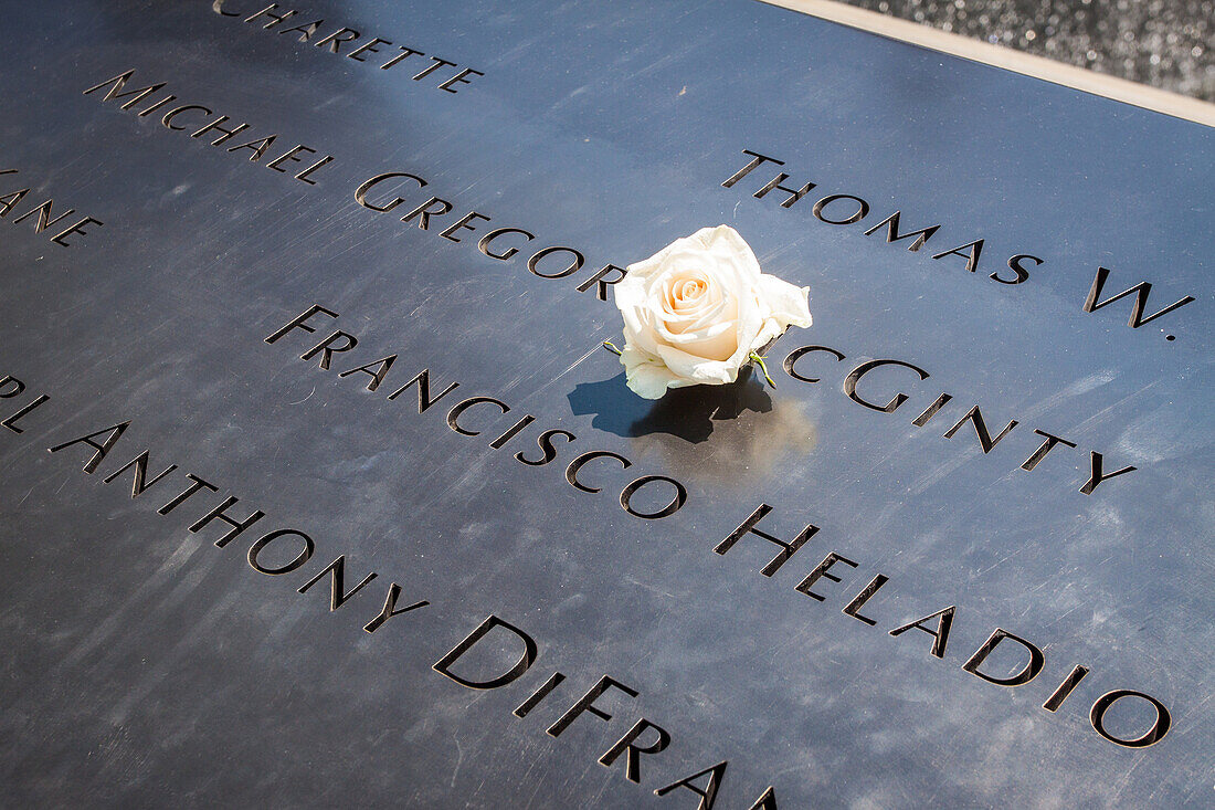 white rose commemorating the birthday of one of the victims of the september 11, 2001 terrorist attacks, september 11, 2001 memorial in new york, ground zero, downtown manhattan, new york city, state of new york, united states, usa