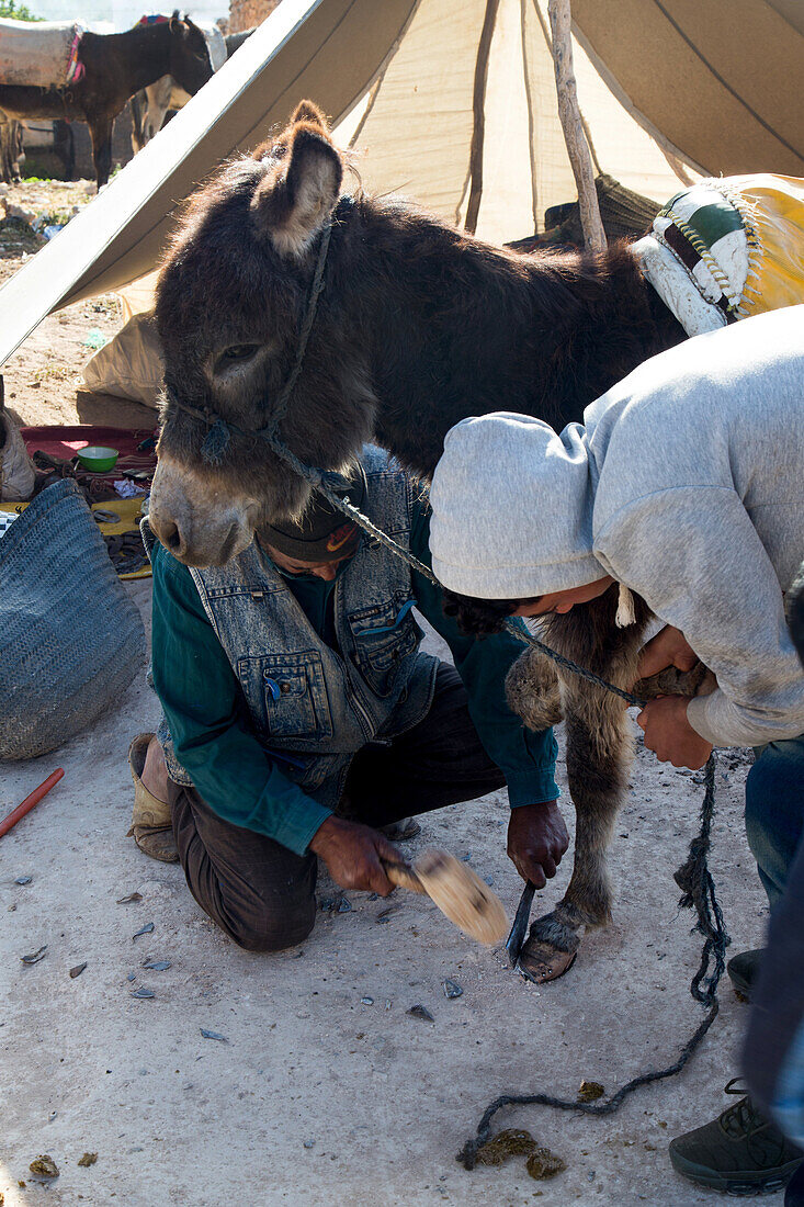 the berber market of ida oudgound, ecotourism and hiking, at the entrance to the market a man repairs the hooves of donkeys, a solely men's market, essaouira, mogador, atlantic ocean, morocco, africa