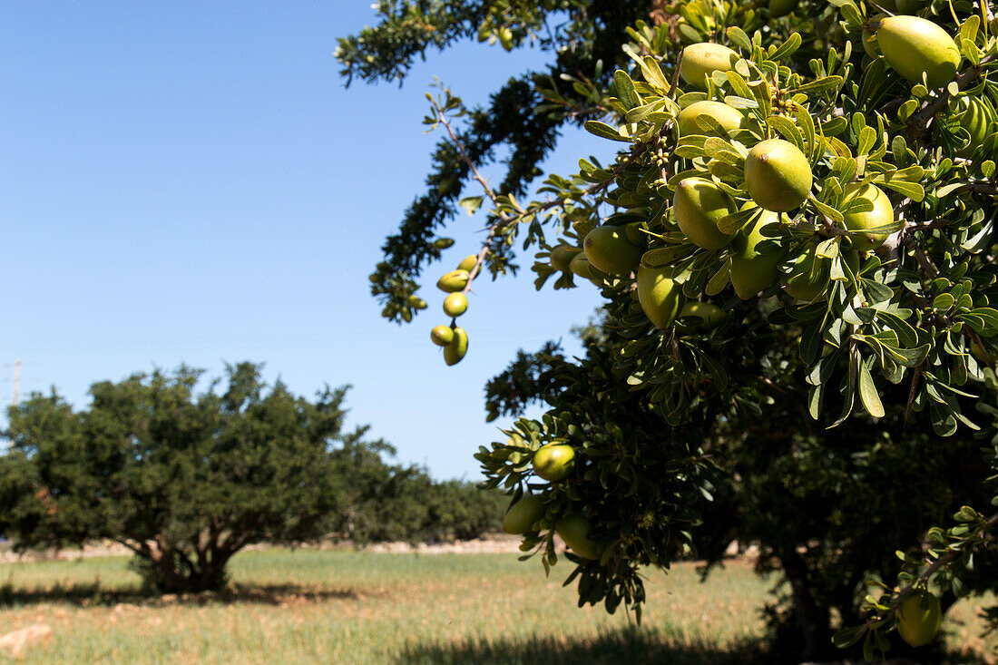 to the southeast of essaouira, near the former sugar factory of ida oudgourd, the forest of argan trees, essaouira, mogador, atlantic ocean, morocco, africa