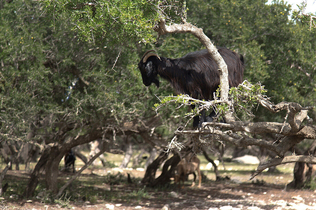 a goat and argania tree, essaouira, mogador, atlantic ocean, morocco, africa