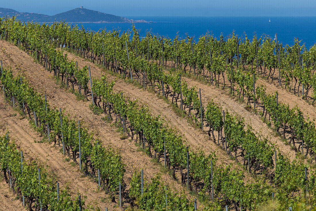 vineyards in the sector of sartene, (2a) southern corsica, corsica, france