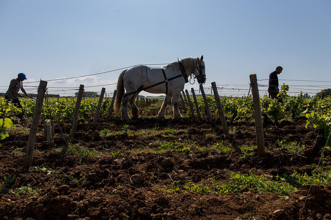organic grapevines of sancerre, farming with horses, (18) cher, centre - loire valley, france