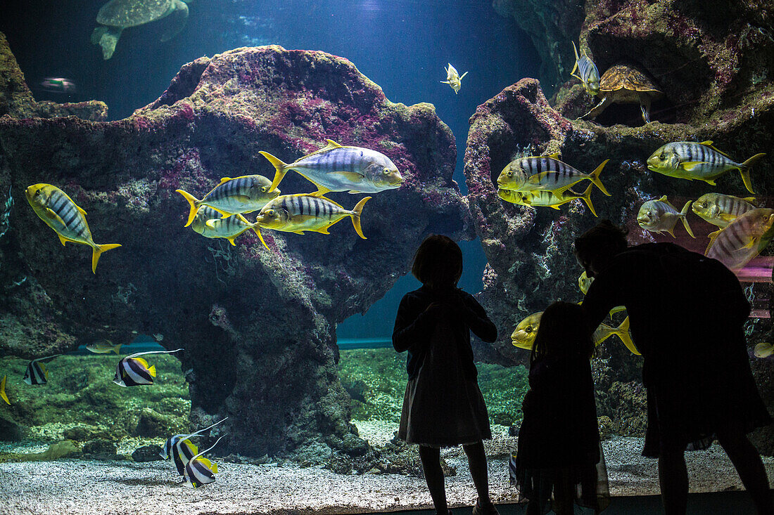 aquarium, la rochelle, (17) charente-maritime, nouvelle aquitaine, france