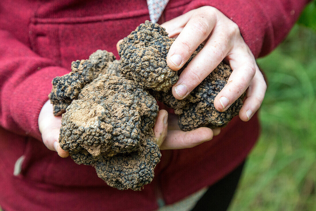 handful of truffles, gathering white truffles with jack and christelle bois, nottonville (28), france