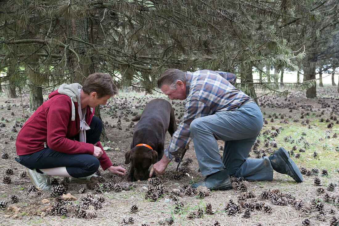 gathering white truffles with jack and christelle bois and their labrador julie, nottonville (28), france