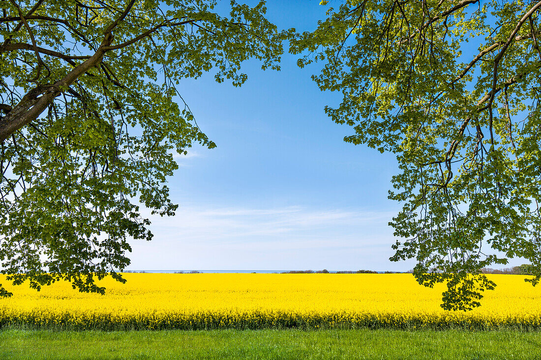 Alley and rape field near Lohme, Jasmund, Ruegen Island, Mecklenburg-Western Pomerania, Germany