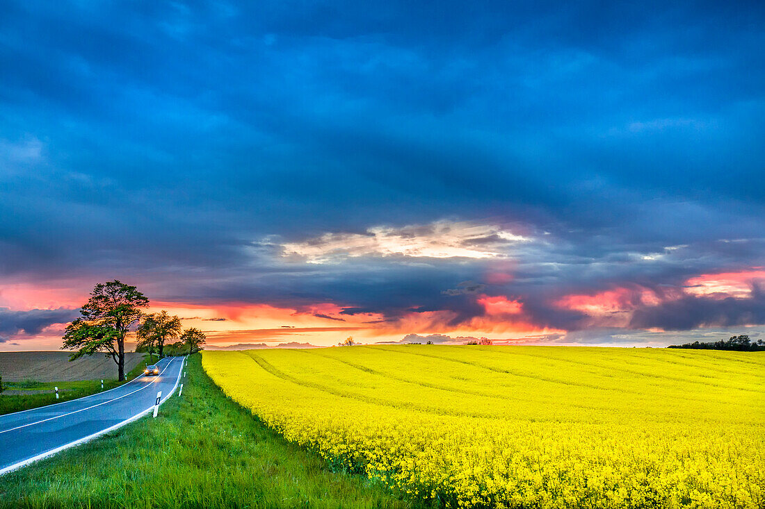 Abendhimmel über Rapsfeld, Jasmund, Rügen, Mecklenburg-Vorpommern, Deutschland