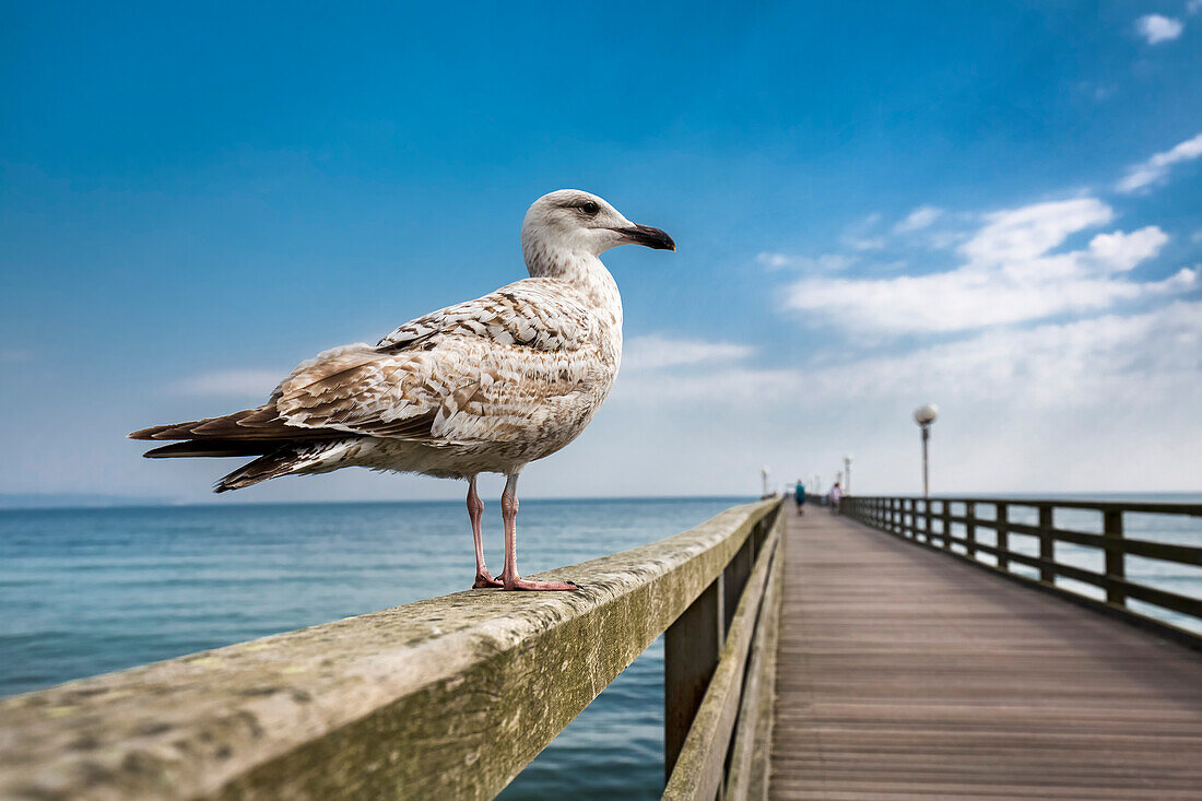 Seagulls and pier, Binz, Ruegen Island, Mecklenburg-Western Pomerania, Germany