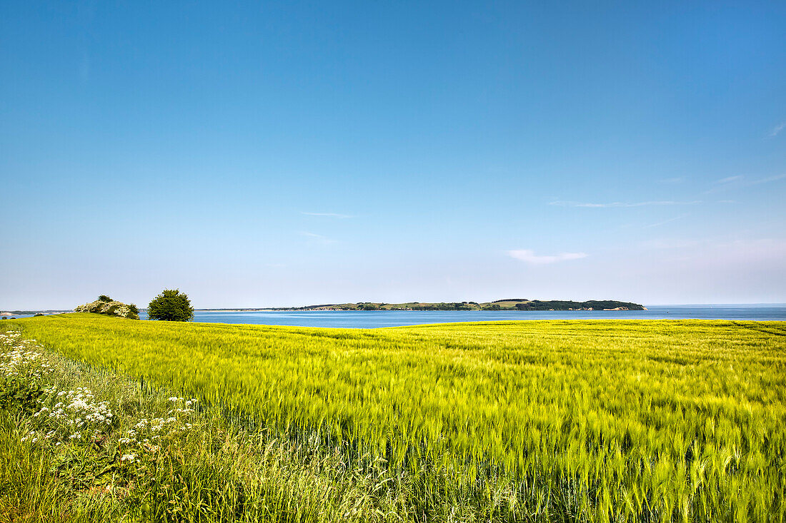 Reddevitzer Hoeft, Moenchgut, Ruegen Island, Mecklenburg-Western Pomerania, Germany