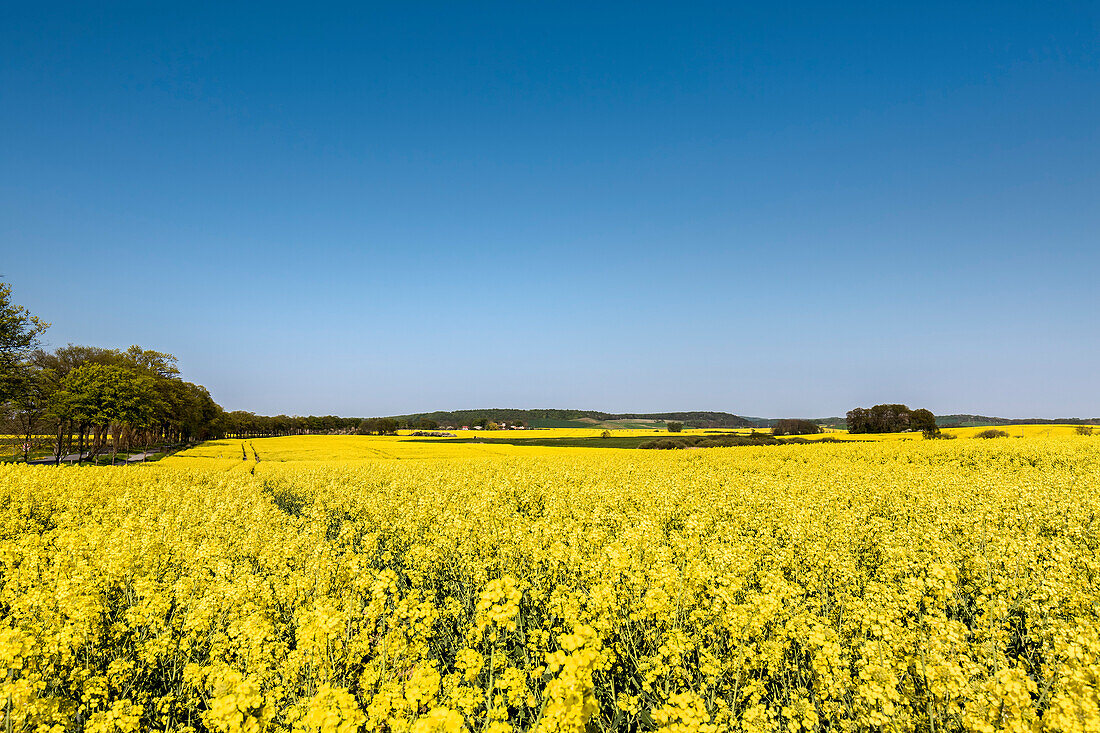 Rapeseed field near Puttbus, Ruegen Island, Mecklenburg-Western Pomerania, Germany