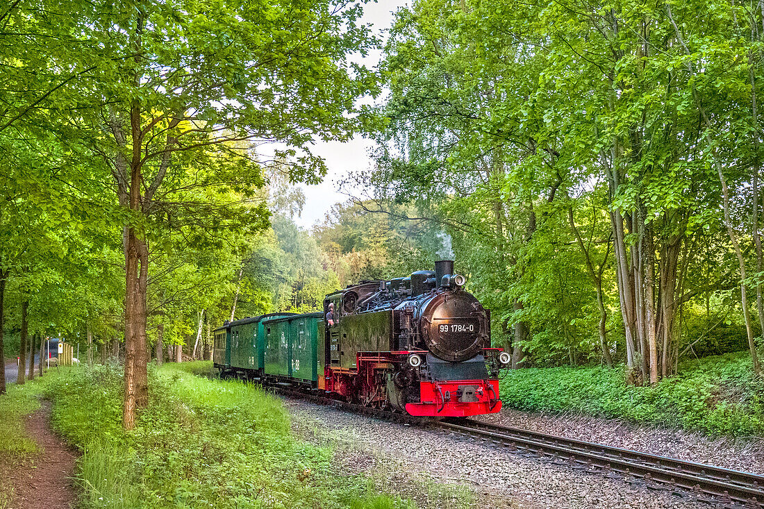 Dampfzug Rasender Roland, Rügen, Mecklenburg-Vorpommern, Deutschland