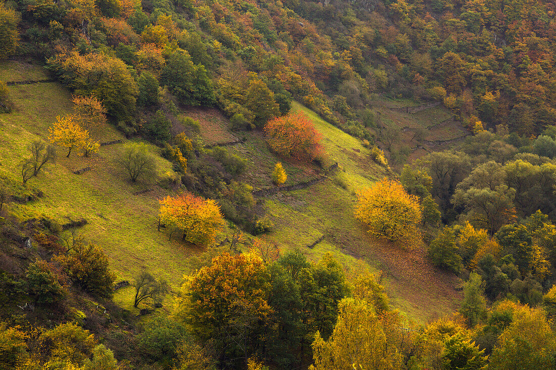Terraces on the wooded hills of the Ahr valley, near Altenahr, Ahrsteig hiking trail, Rotweinwanderweg hiking trail, Ahr, Rhineland-Palatinate, Germany