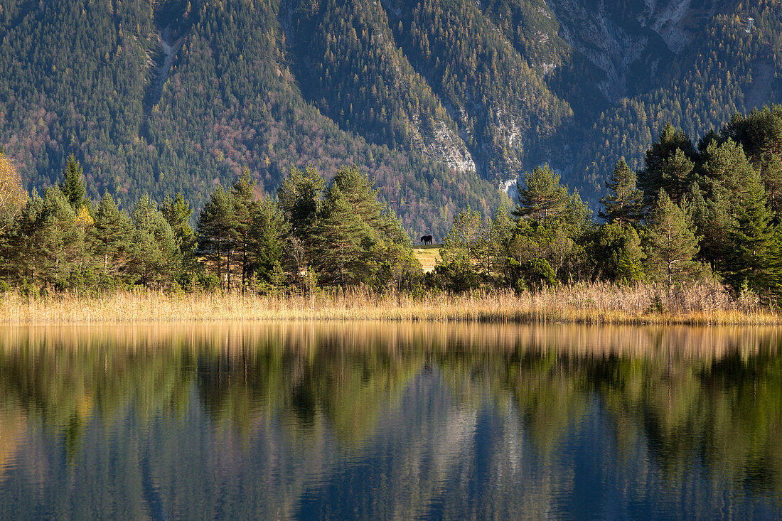 Reeds at Luttensee, near Mittenwald, Werdenfelser Land, Bavaria, Germany