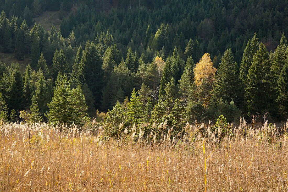 Reeds at Luttensee, near Mittenwald, Werdenfelser Land, Bavaria, Germany