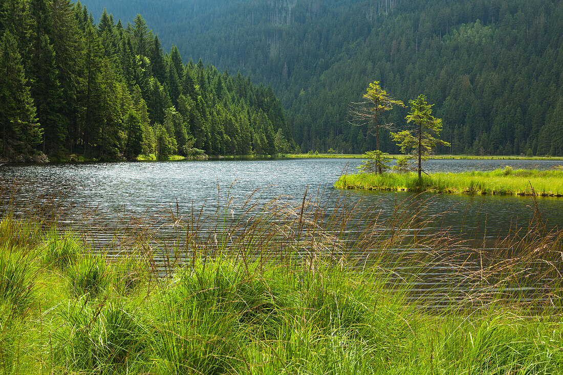 Floating vegetation mat, afloat isle at Kleiner Arbersee, Bavarian Forest, Bavaria, Germany