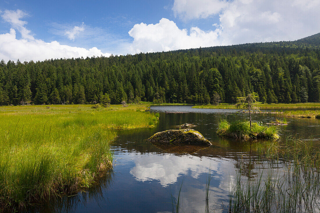 Floating vegetation mat, afloat isle at Kleiner Arbersee, Bavarian Forest, Bavaria, Germany