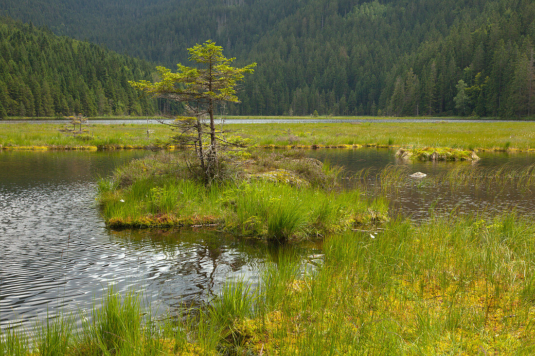 Floating vegetation mat, afloat isle at Kleiner Arbersee, Bavarian Forest, Bavaria, Germany