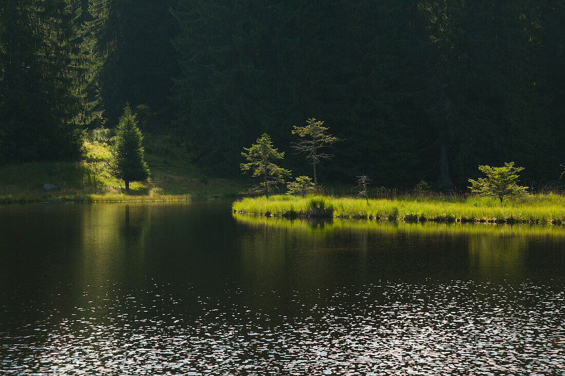 Schwingrasen, schwimmende Insel auf dem Kleinen Arbersee, Bayrischer Wald, Bayern, Deutschland