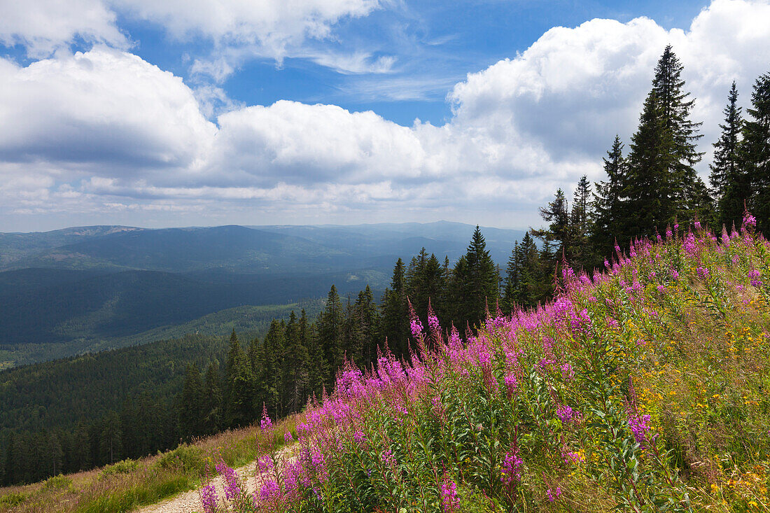 Weidenröschen (Epilobium), Brennessattel am Großen Arber, Bayrischer Wald, Bayern, Deutschland