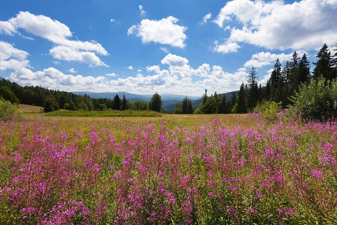 Weidenröschen (Epilobium), Brennessattel am Großen Arber, Bayrischer Wald, Bayern, Deutschland