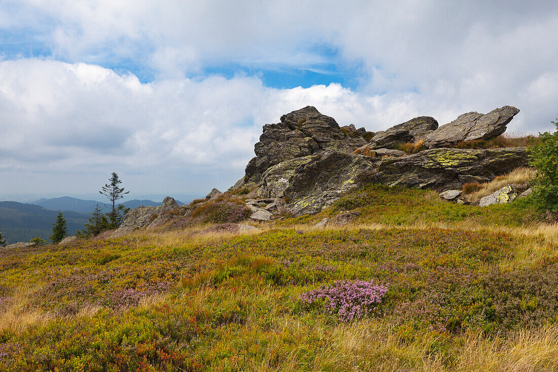 Blueberry and heather, Grosser Arber, Bavarian Forest, Bavaria, Germany