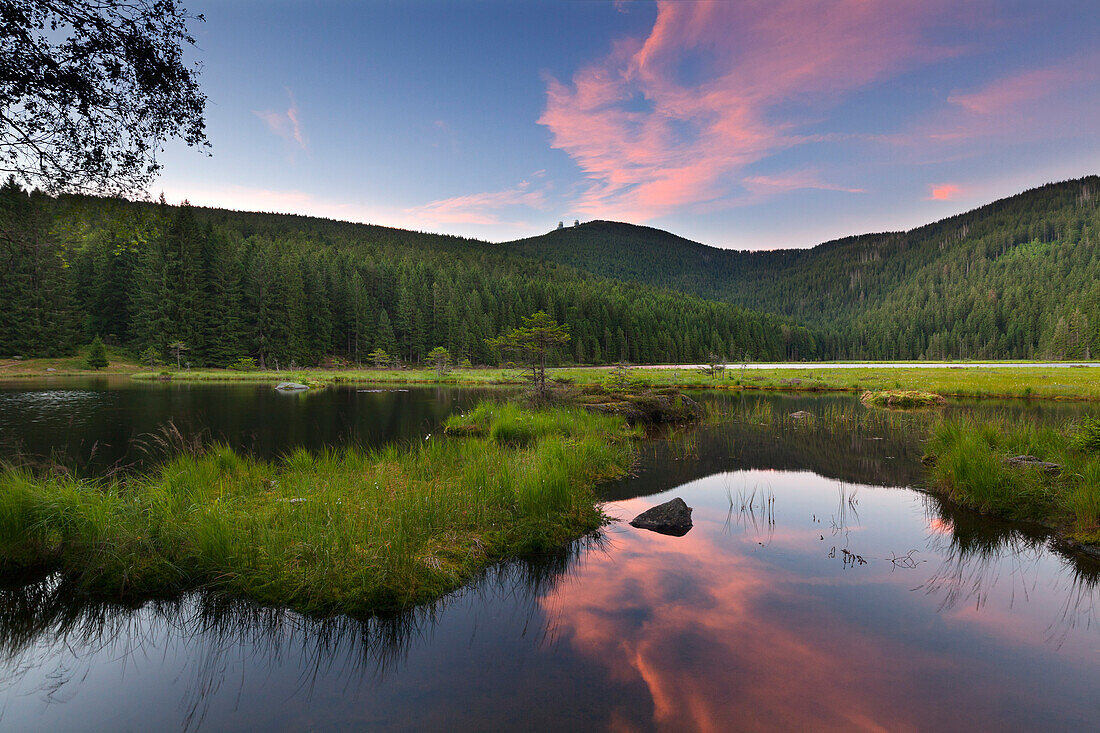 Floating vegetation mat, afloat isle at Kleiner Arbersee, Bavarian Forest, Bavaria, Germany