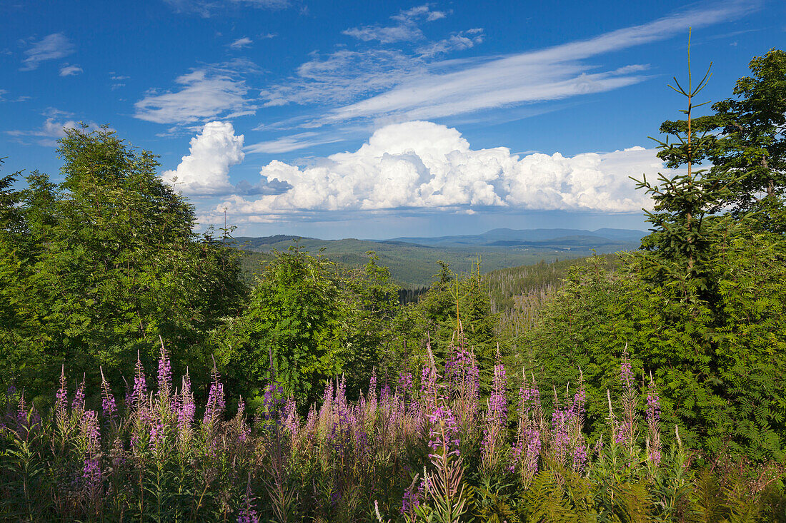 Willow herb (epilobium), view from Lusen summit to thunderclouds over the Bavarian Forest, Bavaria, Germany