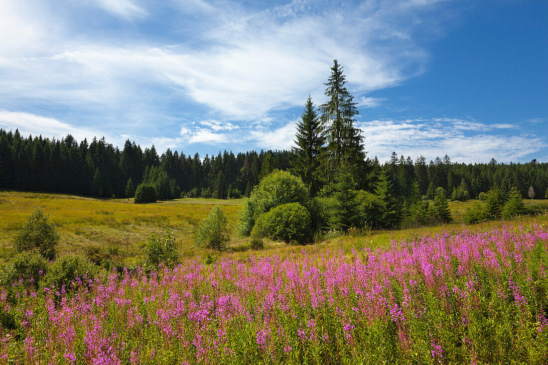Weidenröschen (Epilobium), bei Neuschönau, Bayrischer Wald, Bayern, Deutschland