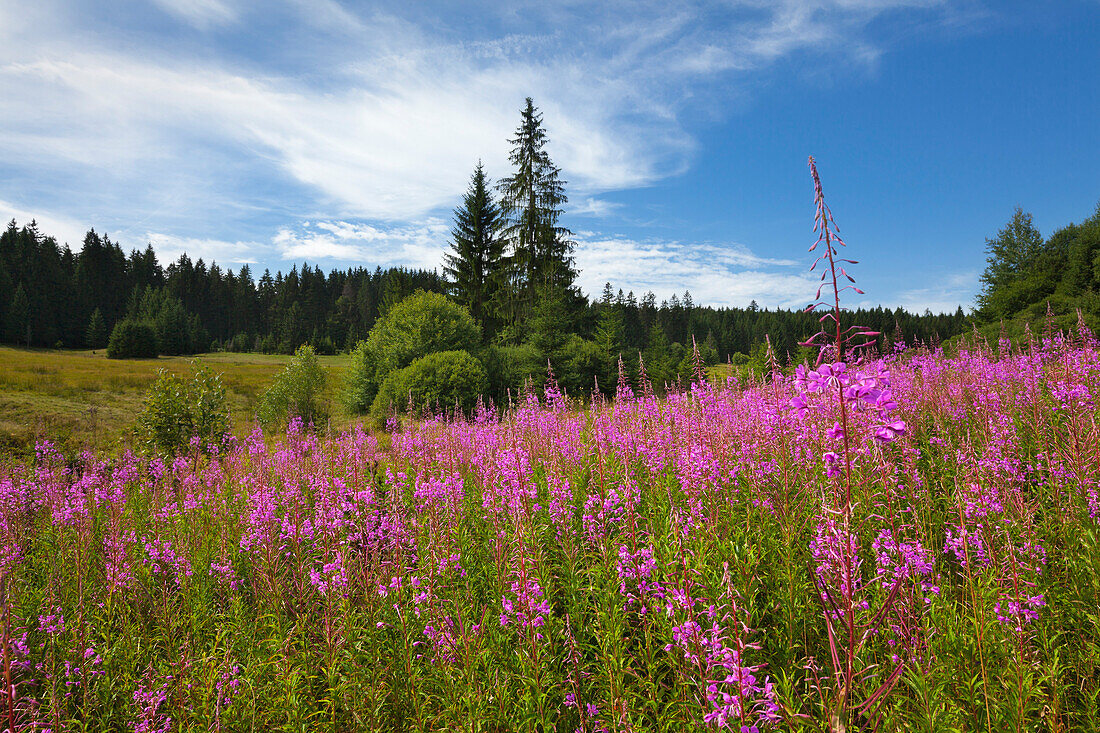 Weidenröschen (Epilobium), bei Neuschönau, Bayrischer Wald, Bayern, Deutschland