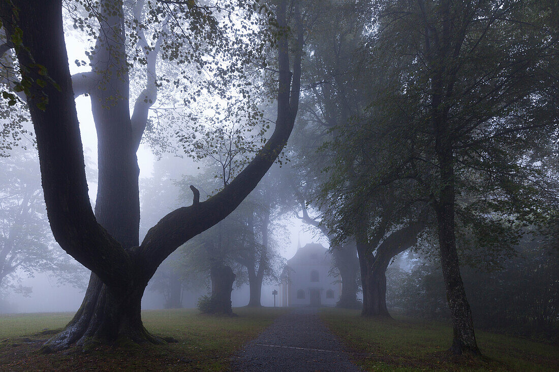 Lindenallee zur Karoli-Kapelle bei Waldkirchen, Bayrischer Wald, Bayern, Deutschland