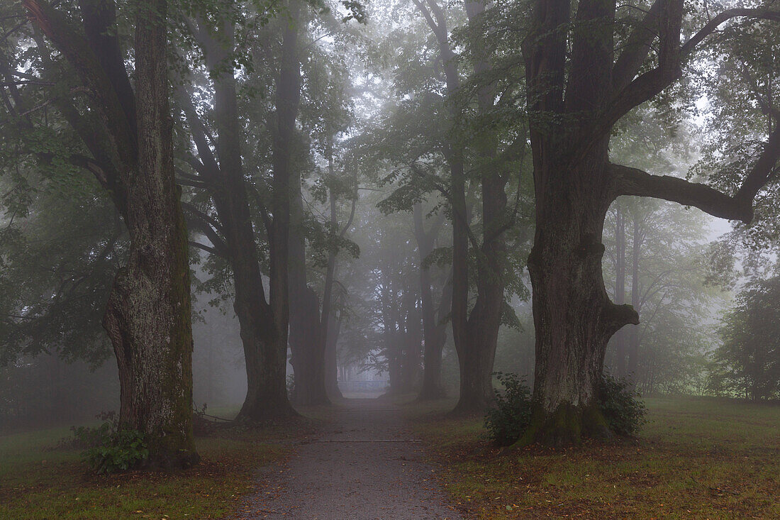 Lime alley at Karoli-Kapelle, near Waldkirchen, Bavarian Forest, Bavaria, Germany