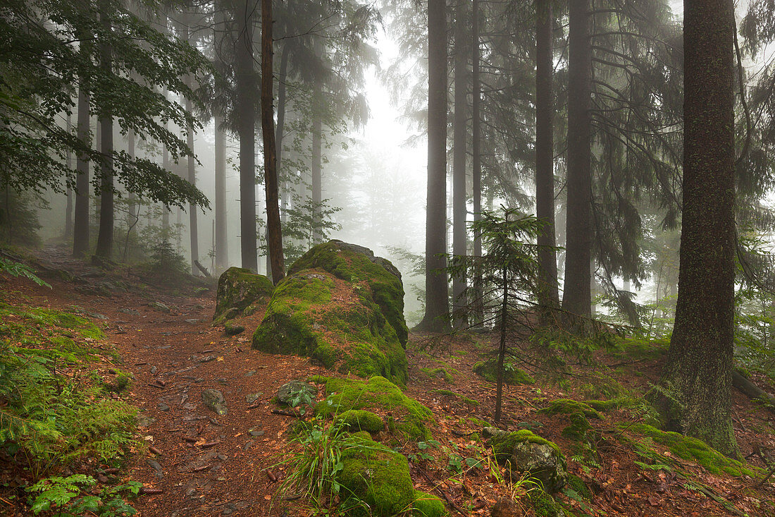 Nebel im Wald am Wanderweg zum Großen Falkenstein, Bayrischer Wald, Bayern, Deutschland