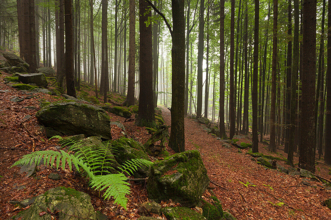 Nebel im Wald am Wanderweg zum Großen Falkenstein, Bayrischer Wald, Bayern, Deutschland