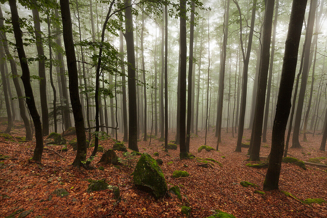 Nebel im Wald am Wanderweg zum Großen Falkenstein, Bayrischer Wald, Bayern, Deutschland