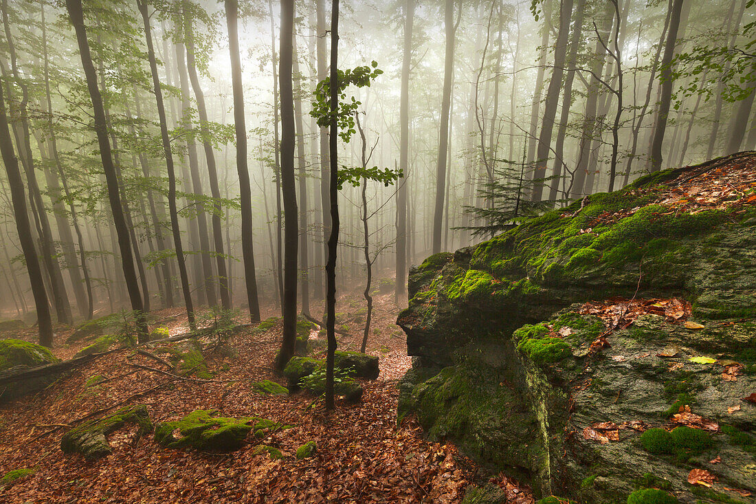 Forest in mist along the hiking path to Grosser Falkenstein, Bavarian Forest, Bavaria, Germany