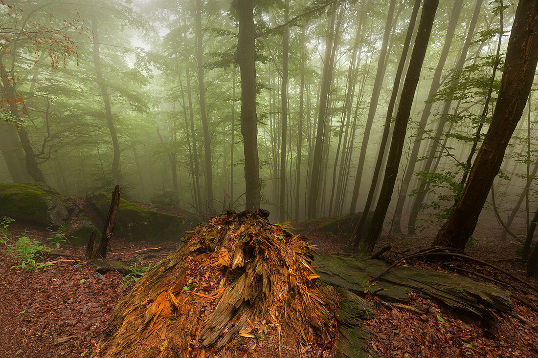 Forest in mist along the hiking path to Grosser Falkenstein, Bavarian Forest, Bavaria, Germany