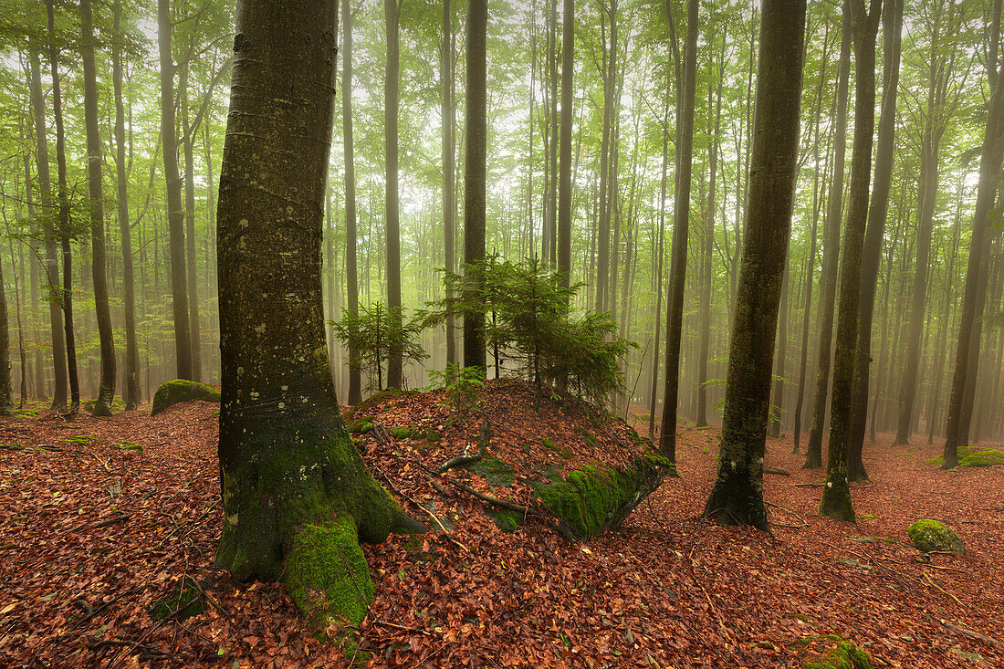 Forest in mist along the hiking path to Grosser Falkenstein, Bavarian Forest, Bavaria, Germany