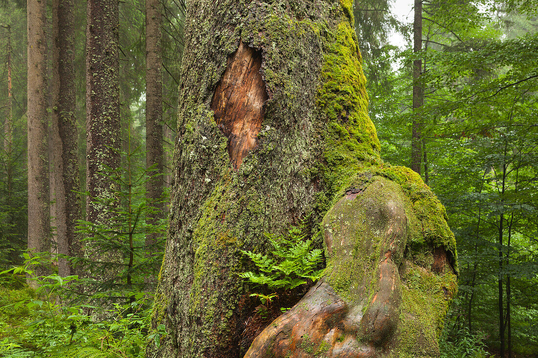 Farn am Stamm eines Ahorns, Wanderweg zum Großen Falkenstein, Bayrischer Wald, Bayern, Deutschland