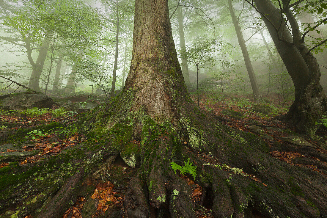 Wurzelwerk einer Fichte, Wanderweg zum Großen Falkenstein, Bayrischer Wald, Bayern, Deutschland