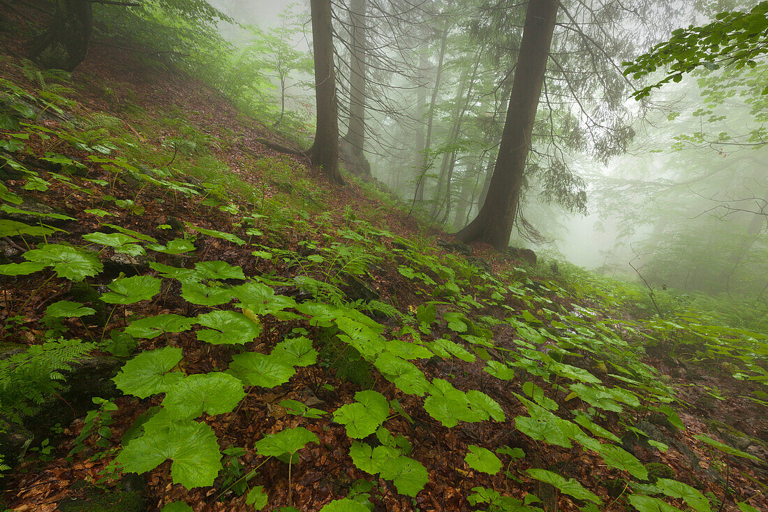 Forest in mist at the hiking path to Grosser Falkenstein, Bavarian Forest, Bavaria, Germany