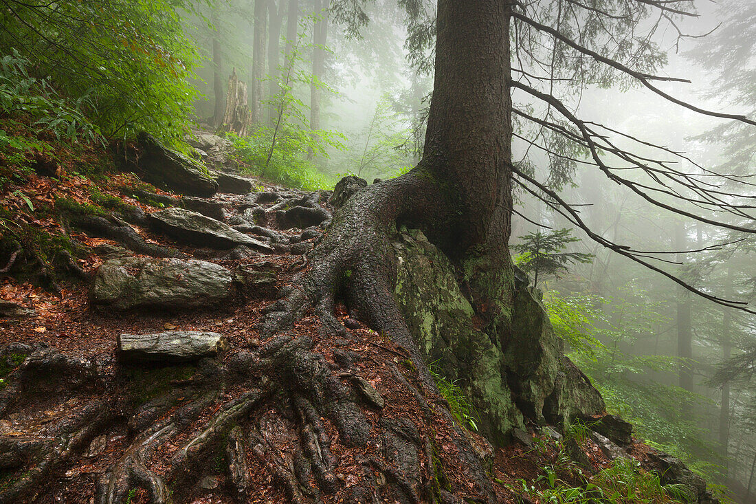 Roots of a spruce, hiking path to Grosser Falkenstein, Bavarian Forest, Bavaria, Germany