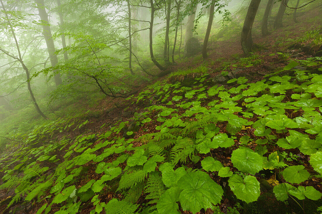 Forest in mist at the hiking path to Grosser Falkenstein, Bavarian Forest, Bavaria, Germany