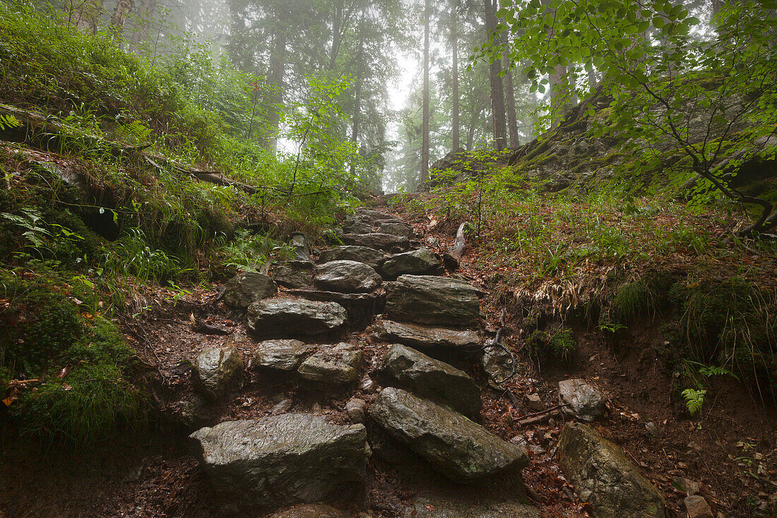 Forest in mist at the hiking path to Grosser Falkenstein, Bavarian Forest, Bavaria, Germany