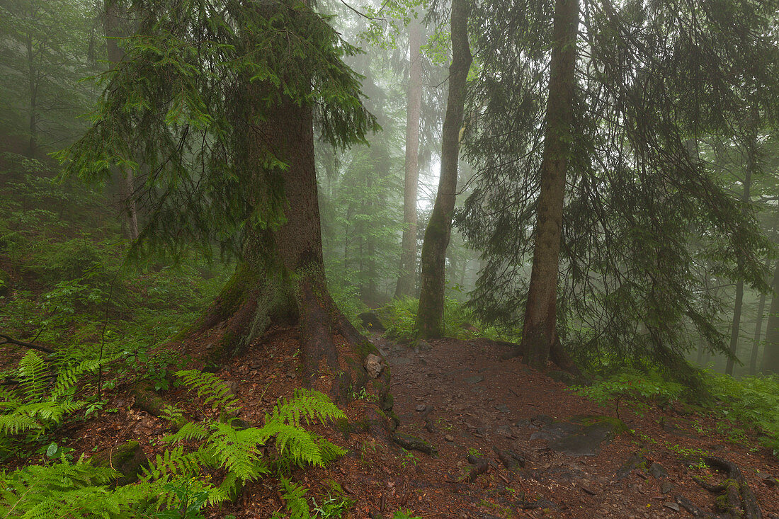 Nebel im Wald am Wanderweg zum Großen Falkenstein, Bayrischer Wald, Bayern, Deutschland