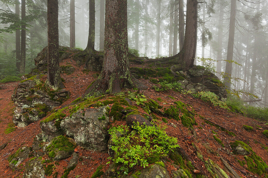 Forest in mist at the hiking path to Grosser Falkenstein, Bavarian Forest, Bavaria, Germany