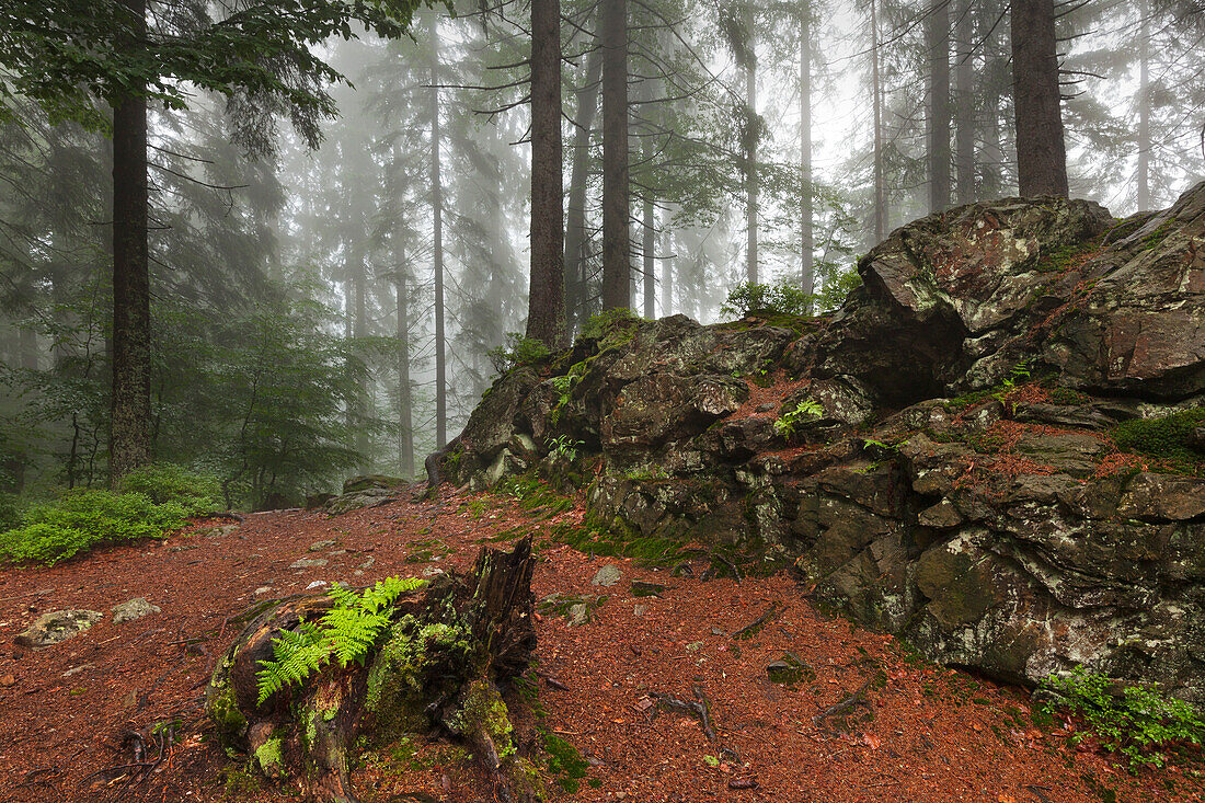 Forest in mist at the hiking path to Grosser Falkenstein, Bavarian Forest, Bavaria, Germany