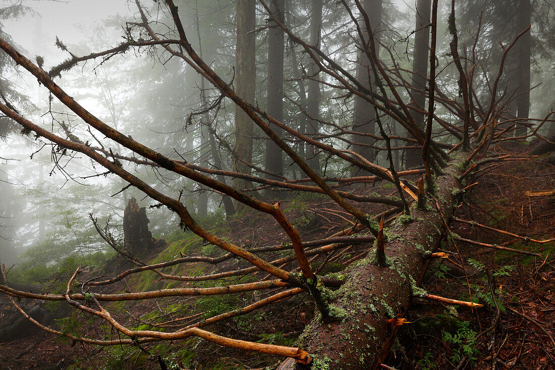 Umgestürzte Fichte, Nebel im Wald am Wanderweg zum Großen Falkenstein, Bayrischer Wald, Bayern, Deutschland