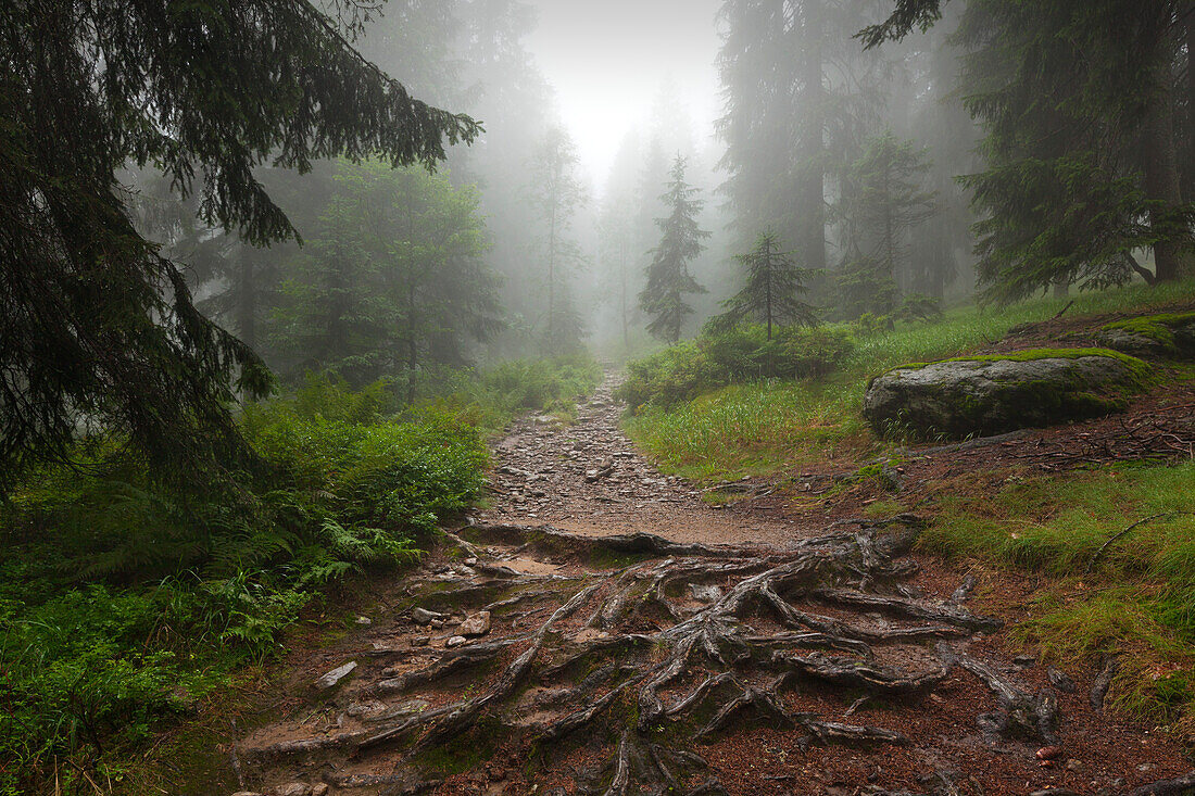 Nebel im Wald am Wanderweg zum Großen Falkenstein, Bayrischer Wald, Bayern, Deutschland