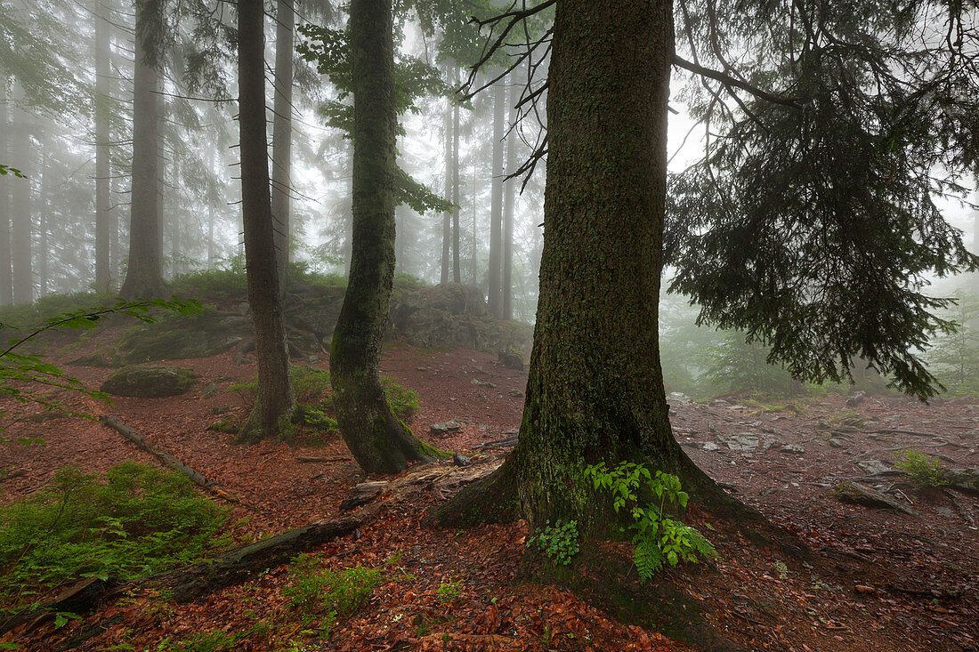 Nebel im Wald am Wanderweg zum Großen Falkenstein, Bayrischer Wald, Bayern, Deutschland